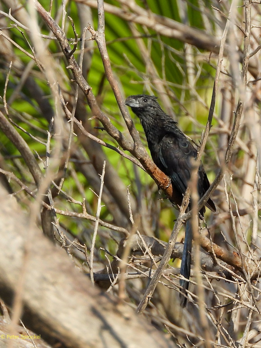 Oluk Gagalı Ani - ML646526330