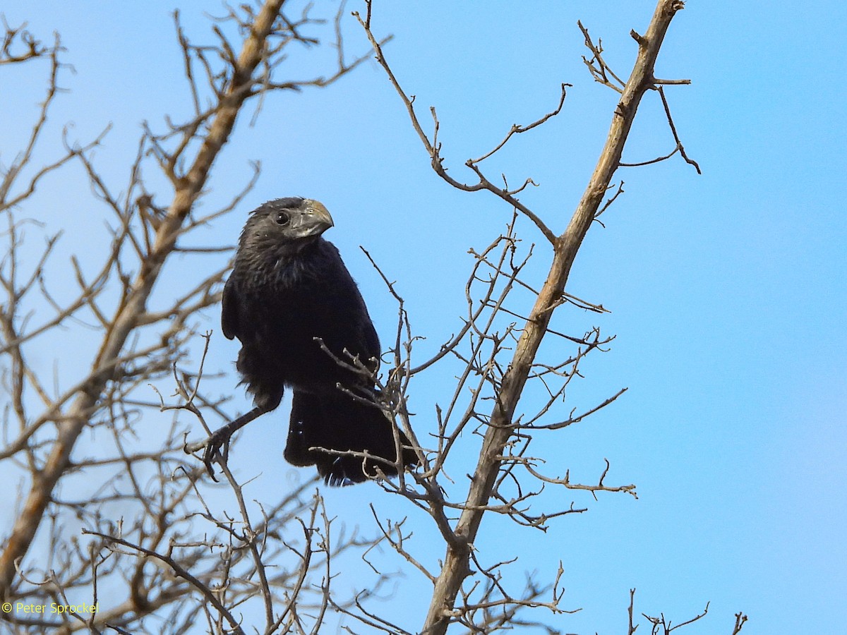 Oluk Gagalı Ani - ML646526335