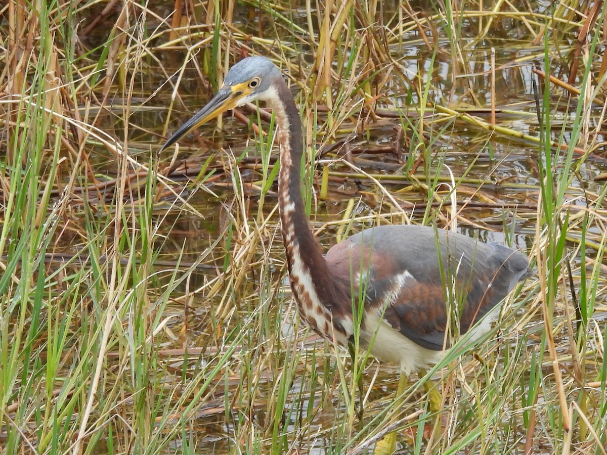 Чепура трибарвна - ML646526341