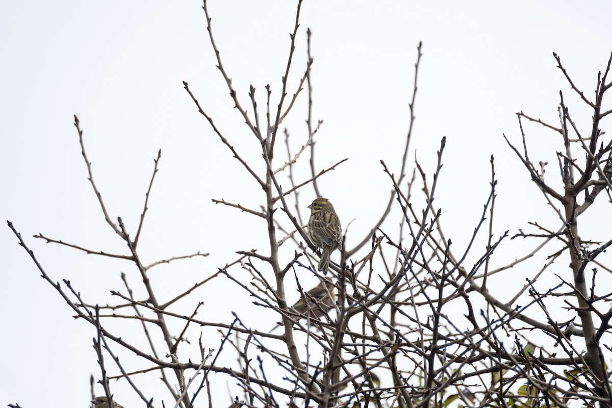 Вівсянка звичайна - ML646526345