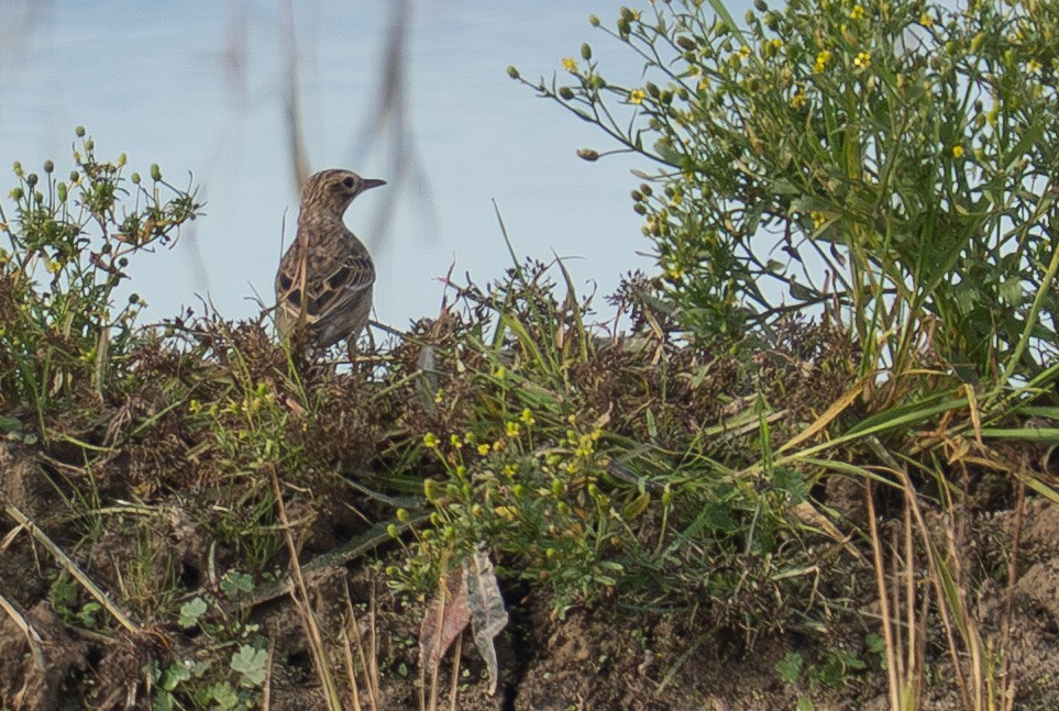 Richard's Pipit - ML646526346