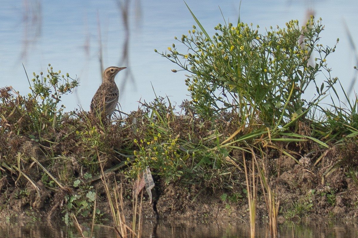 Richard's Pipit - ML646526347