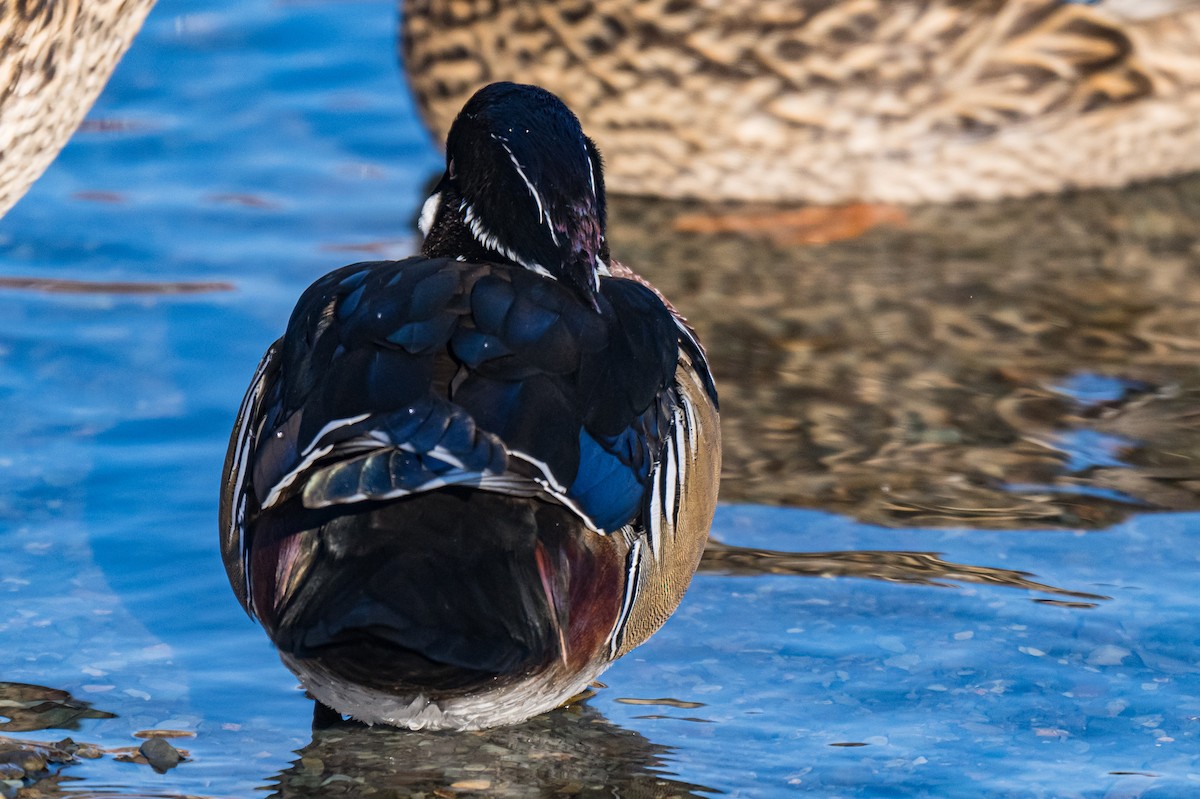 Canard branchu - ML646526349