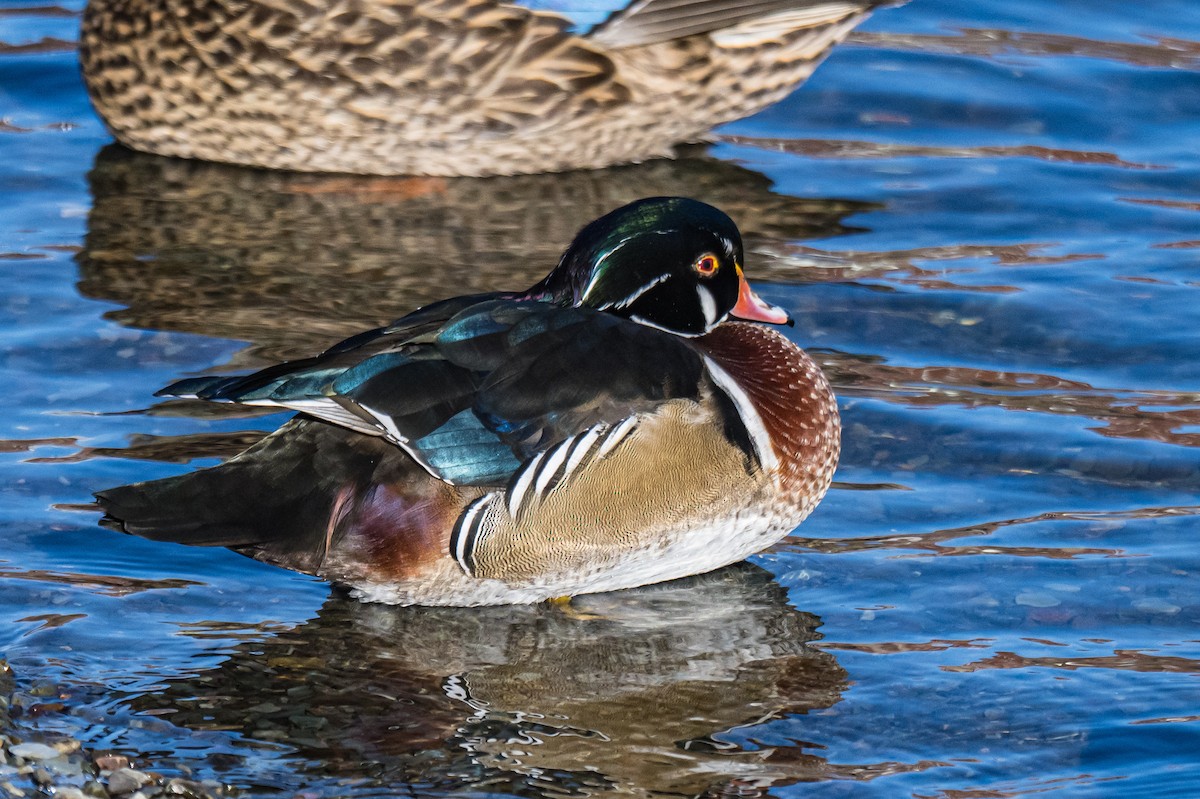 Canard branchu - ML646526350