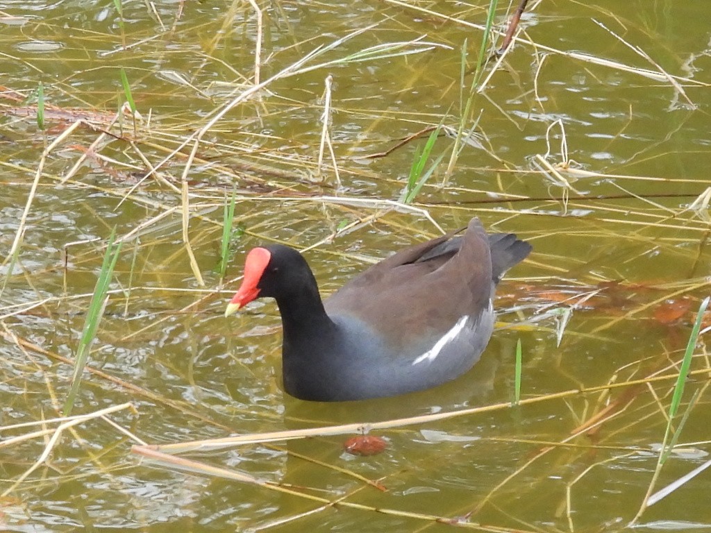 Курочка латиноамериканська - ML646526351