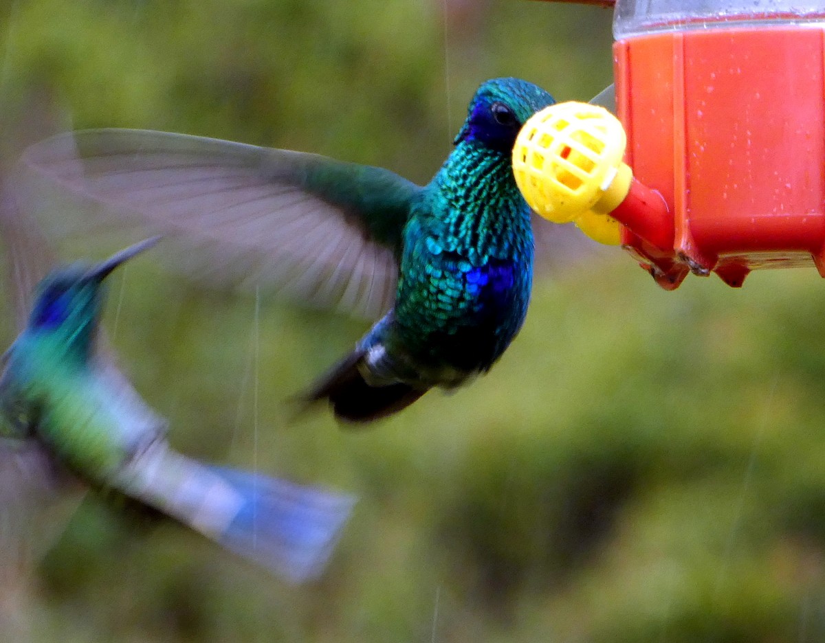 Колібрі синьочеревий - ML646526352