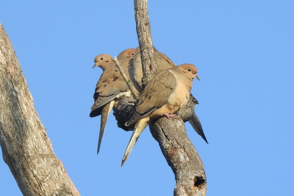 Зенаїда північна - ML646526358