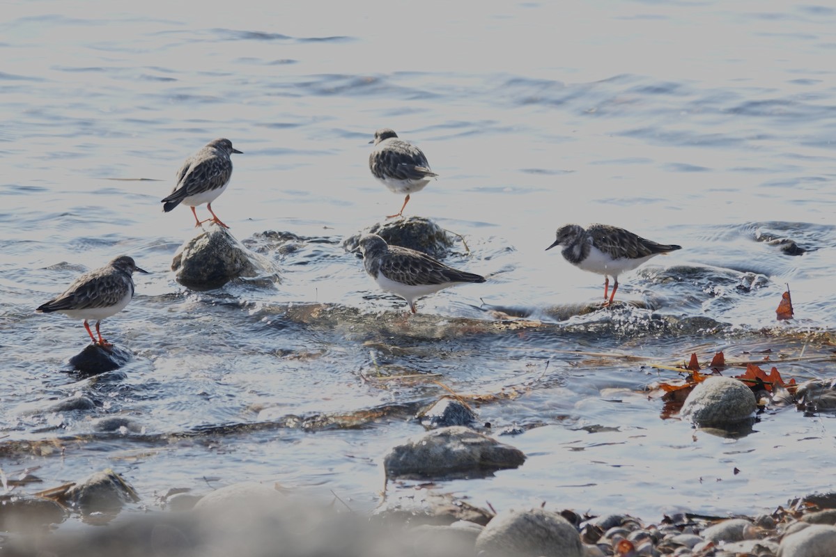 Крем'яшник звичайний - ML646526360