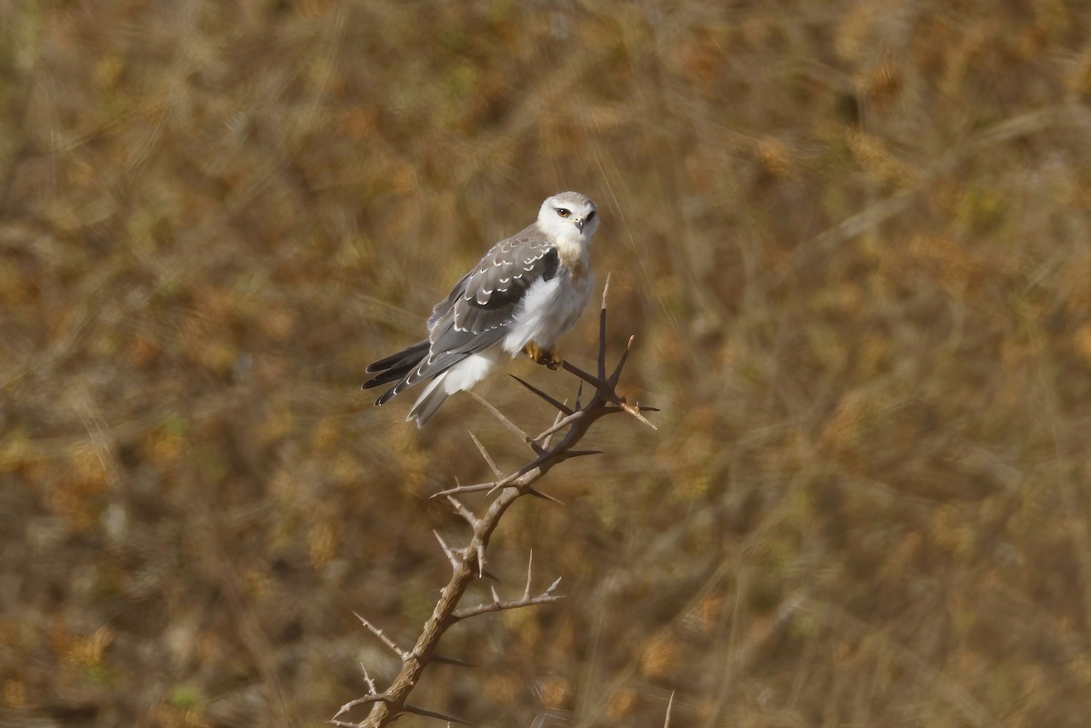 Шуліка чорноплечий - ML646526361