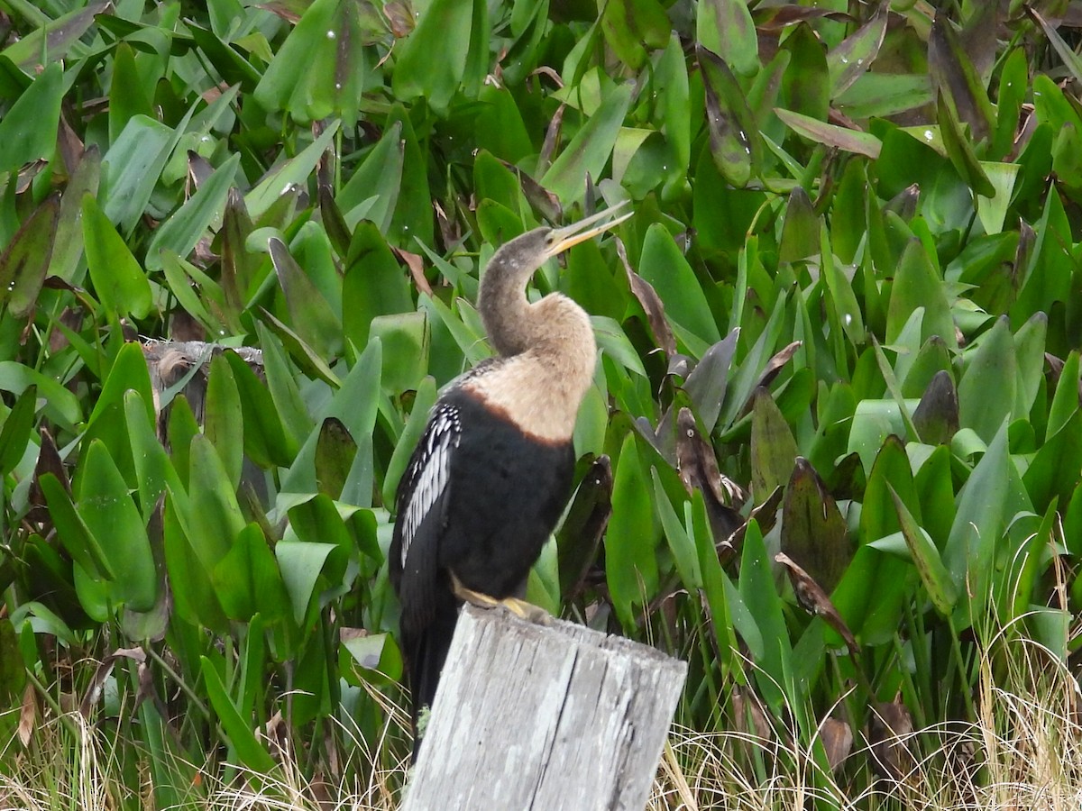 Змієшийка американська - ML646526362