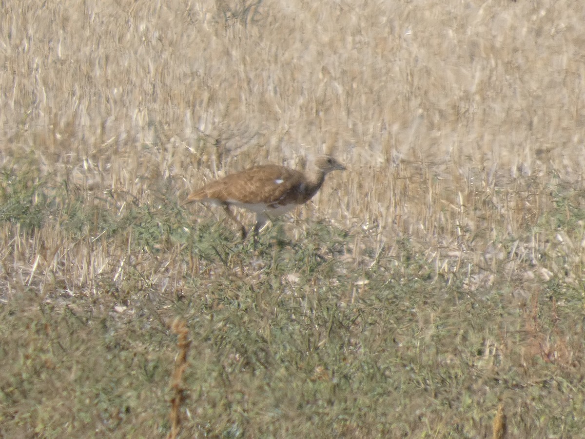 Хохітва - ML646526363