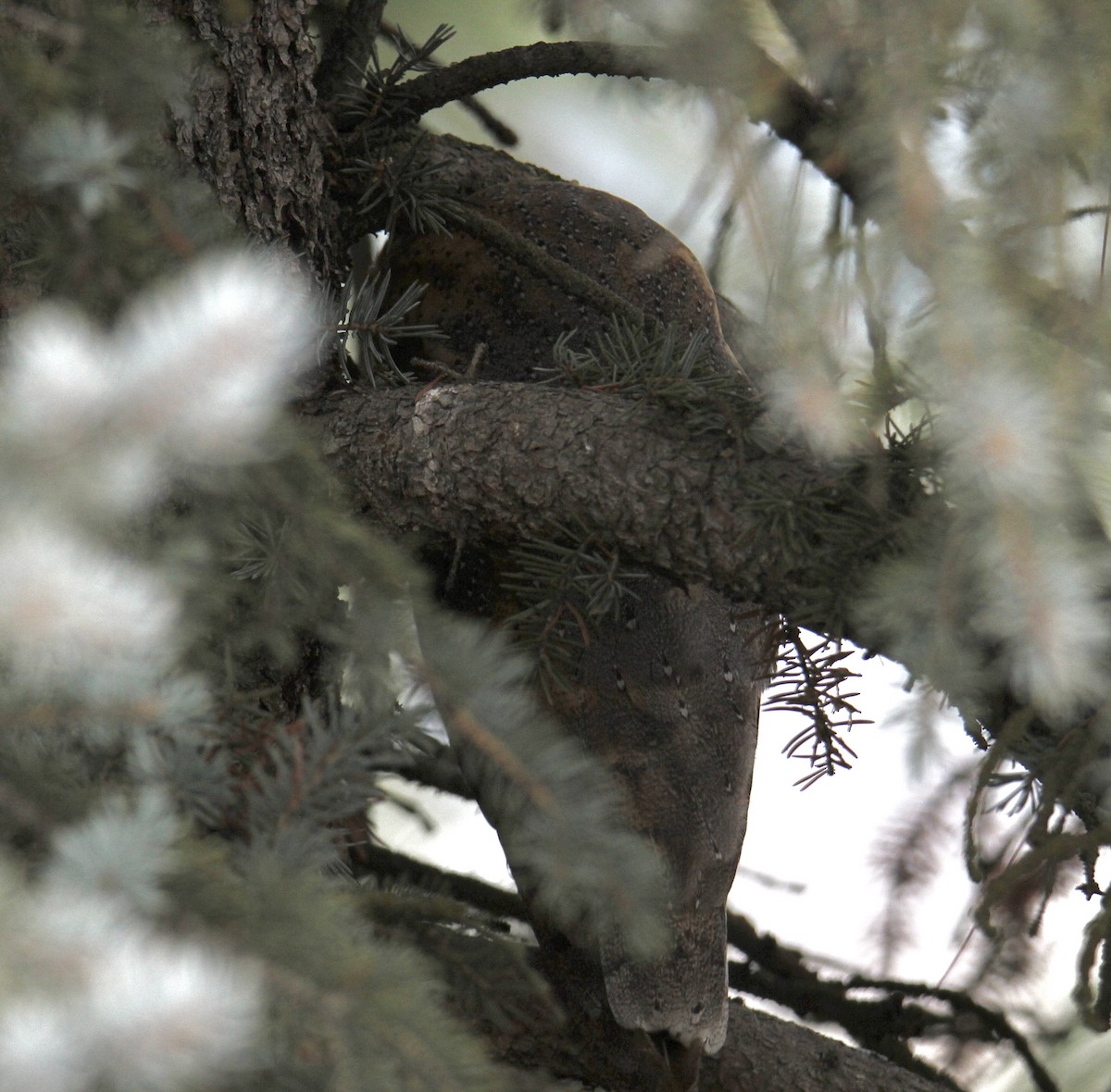 American Barn Owl - ML646526364