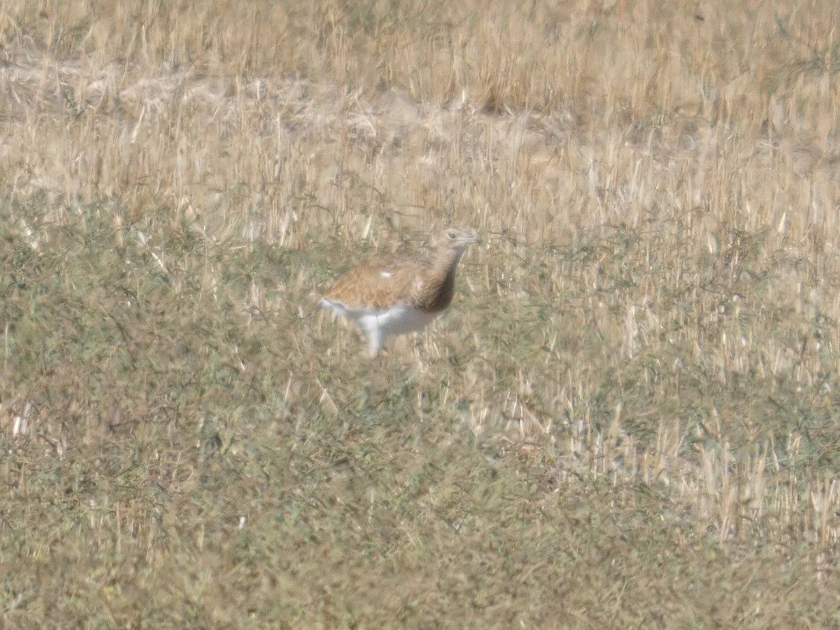 Хохітва - ML646526368