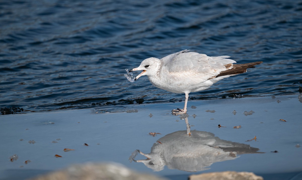 Мартин делаверський - ML646526369