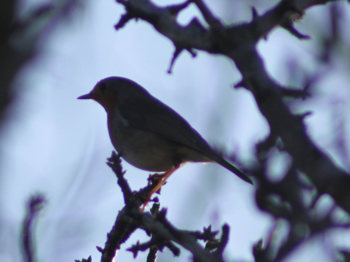 Вільшанка - ML646526371