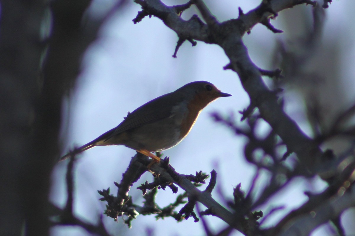 Вільшанка - ML646526372
