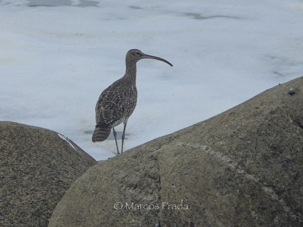 Кульон середній - ML646526373