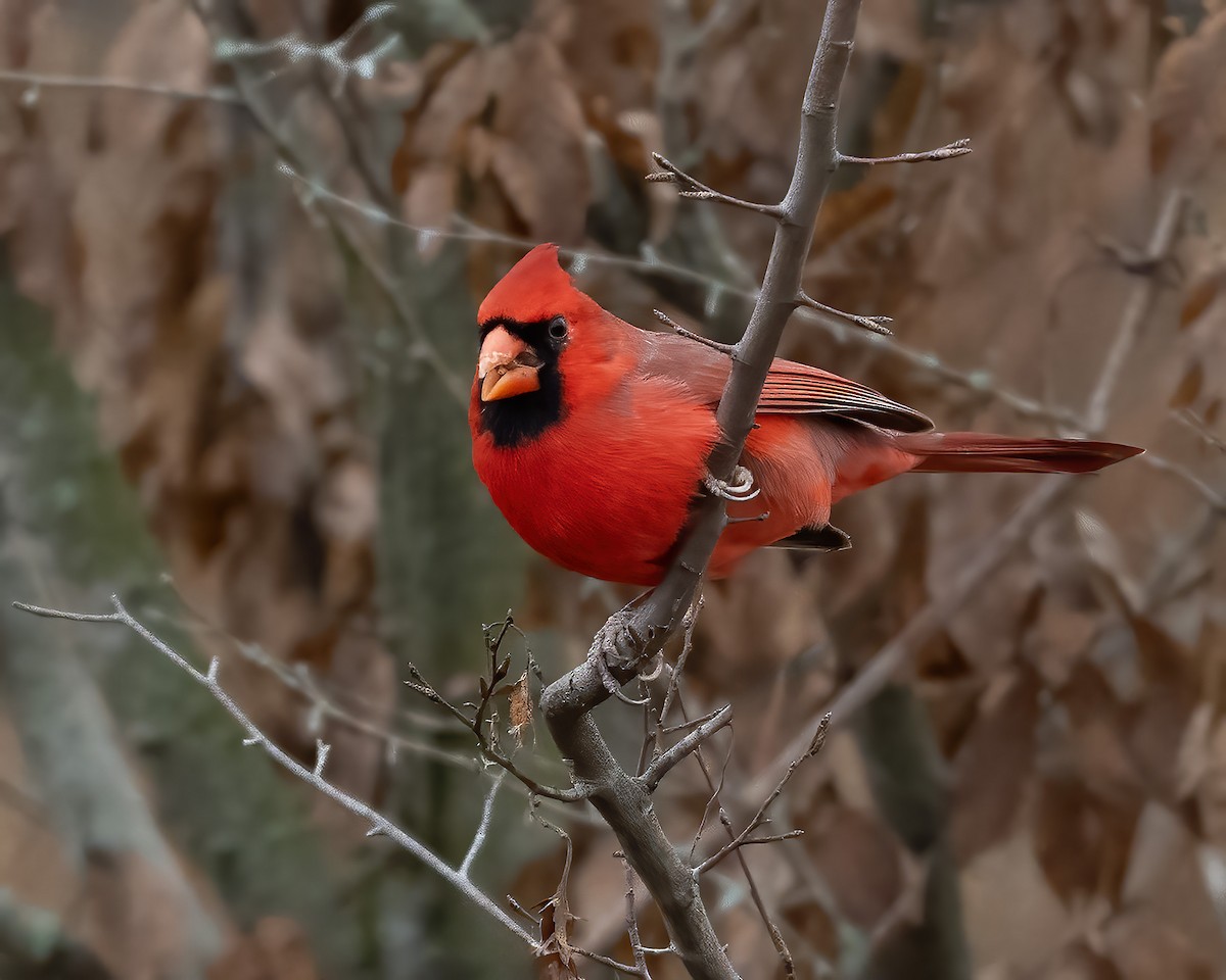 Кардинал червоний - ML646526377