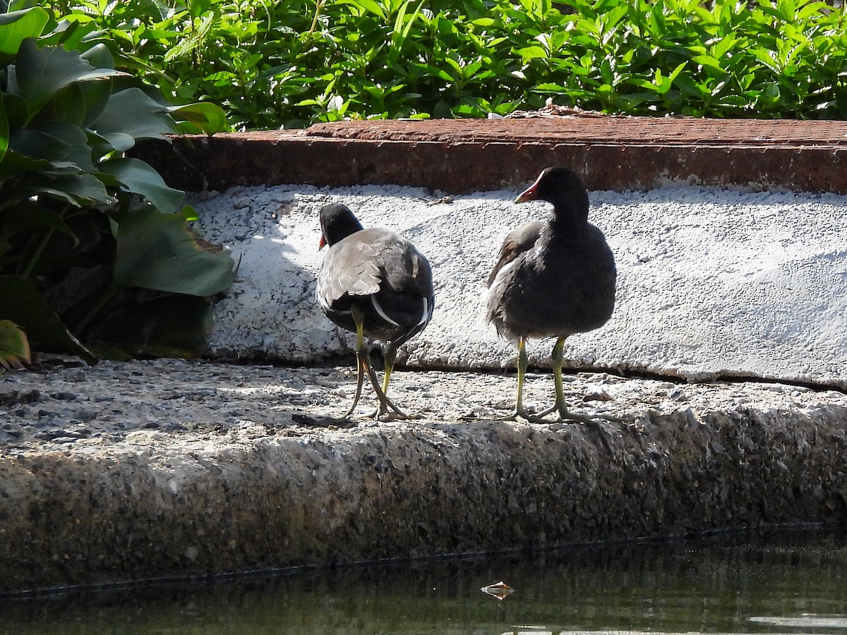 Курочка латиноамериканська - ML646526378