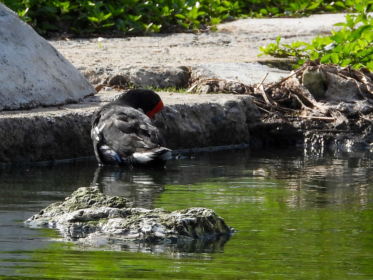 Курочка латиноамериканська - ML646526379