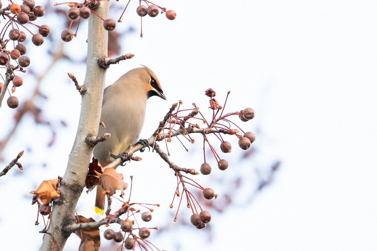 Beccofrusone - ML646526380