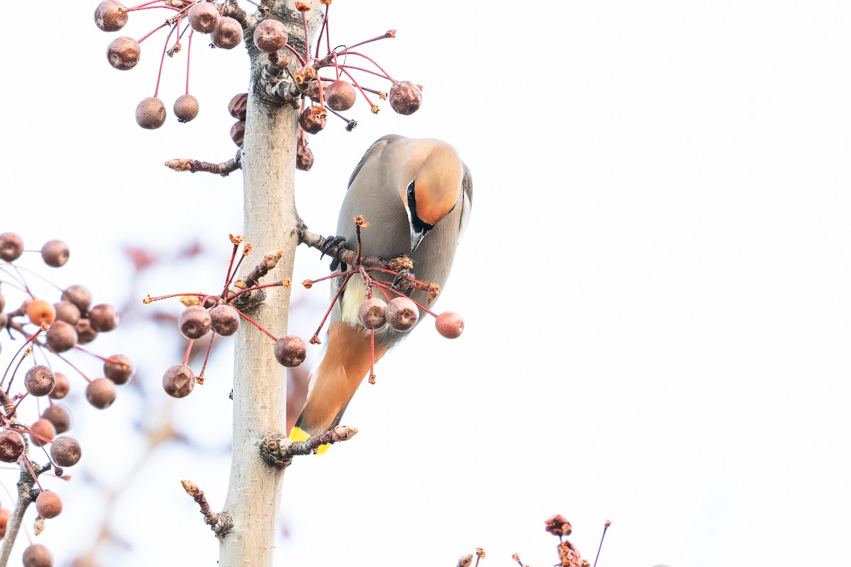 Beccofrusone - ML646526381