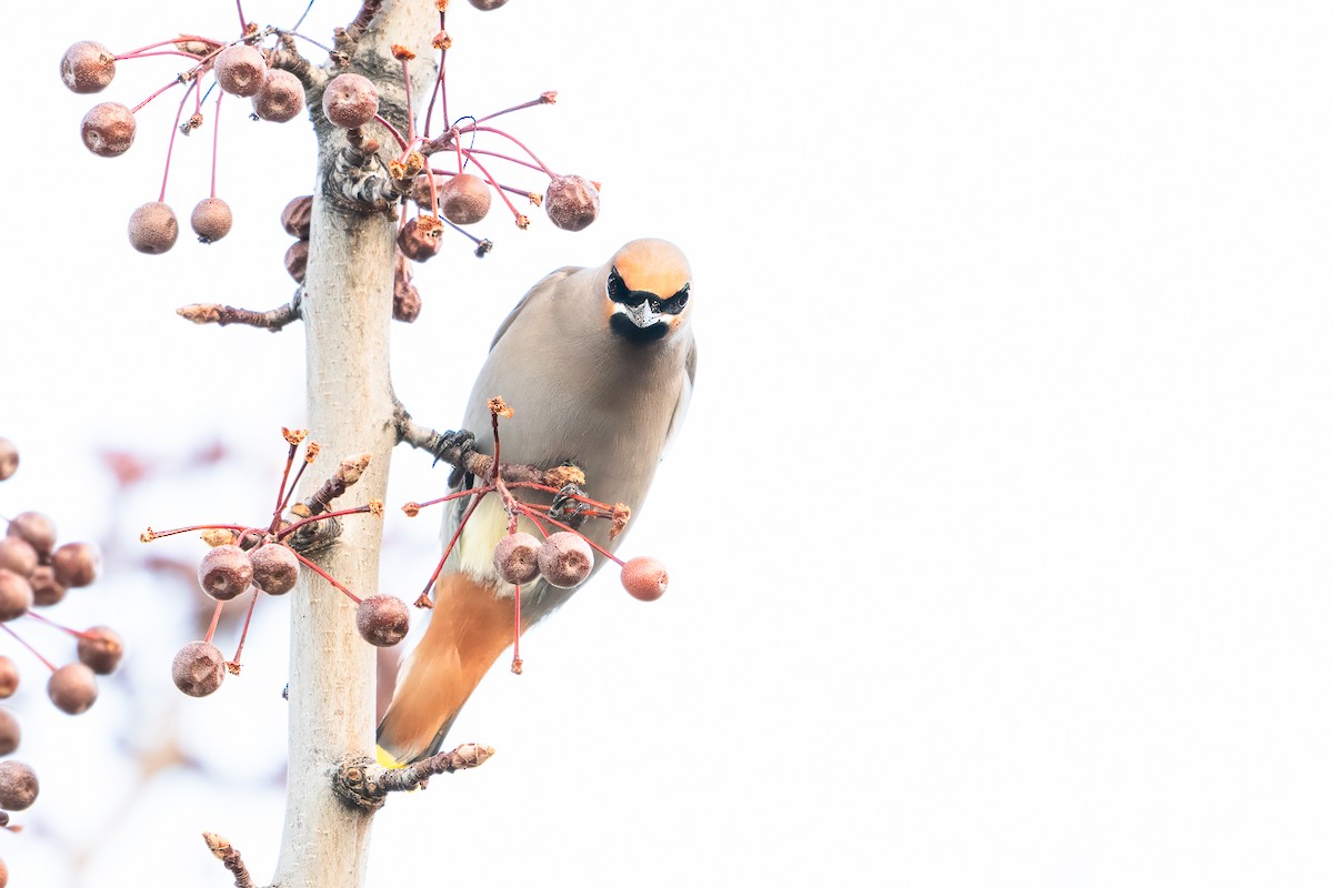 Beccofrusone - ML646526382