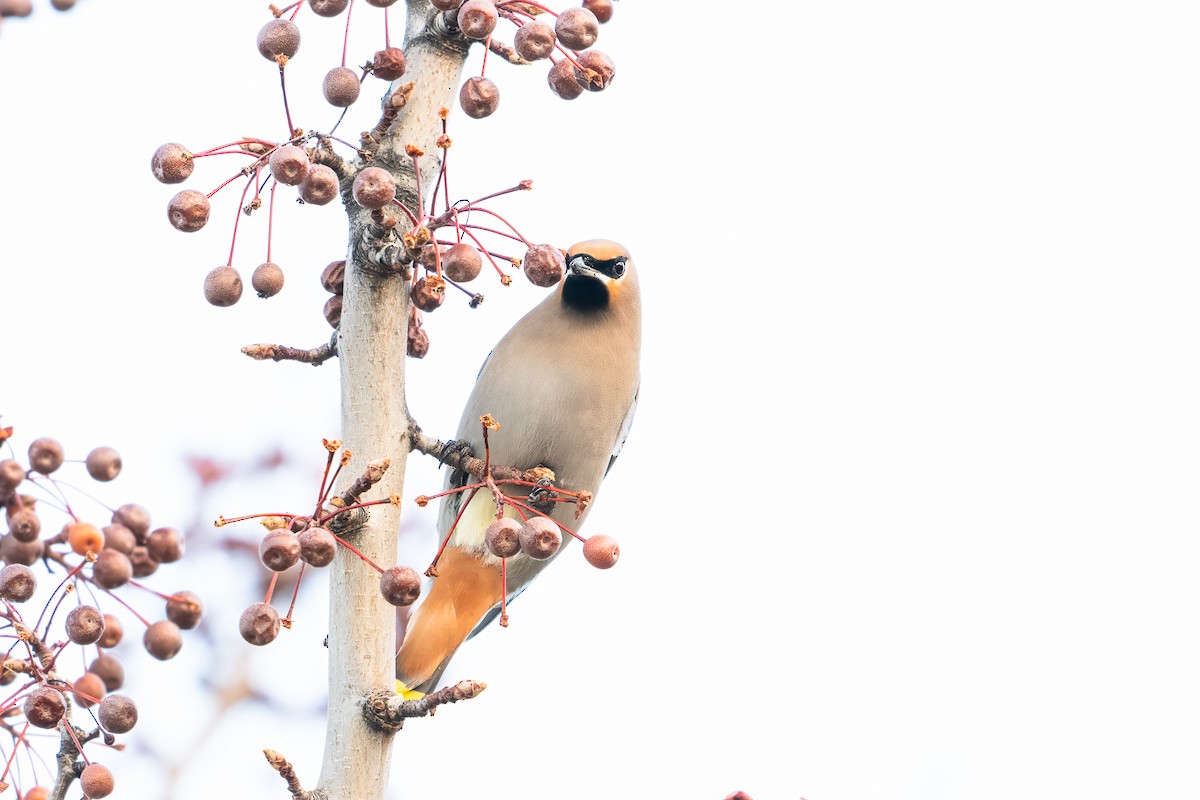 Beccofrusone - ML646526383