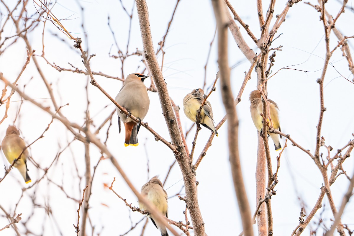 Beccofrusone - ML646526384