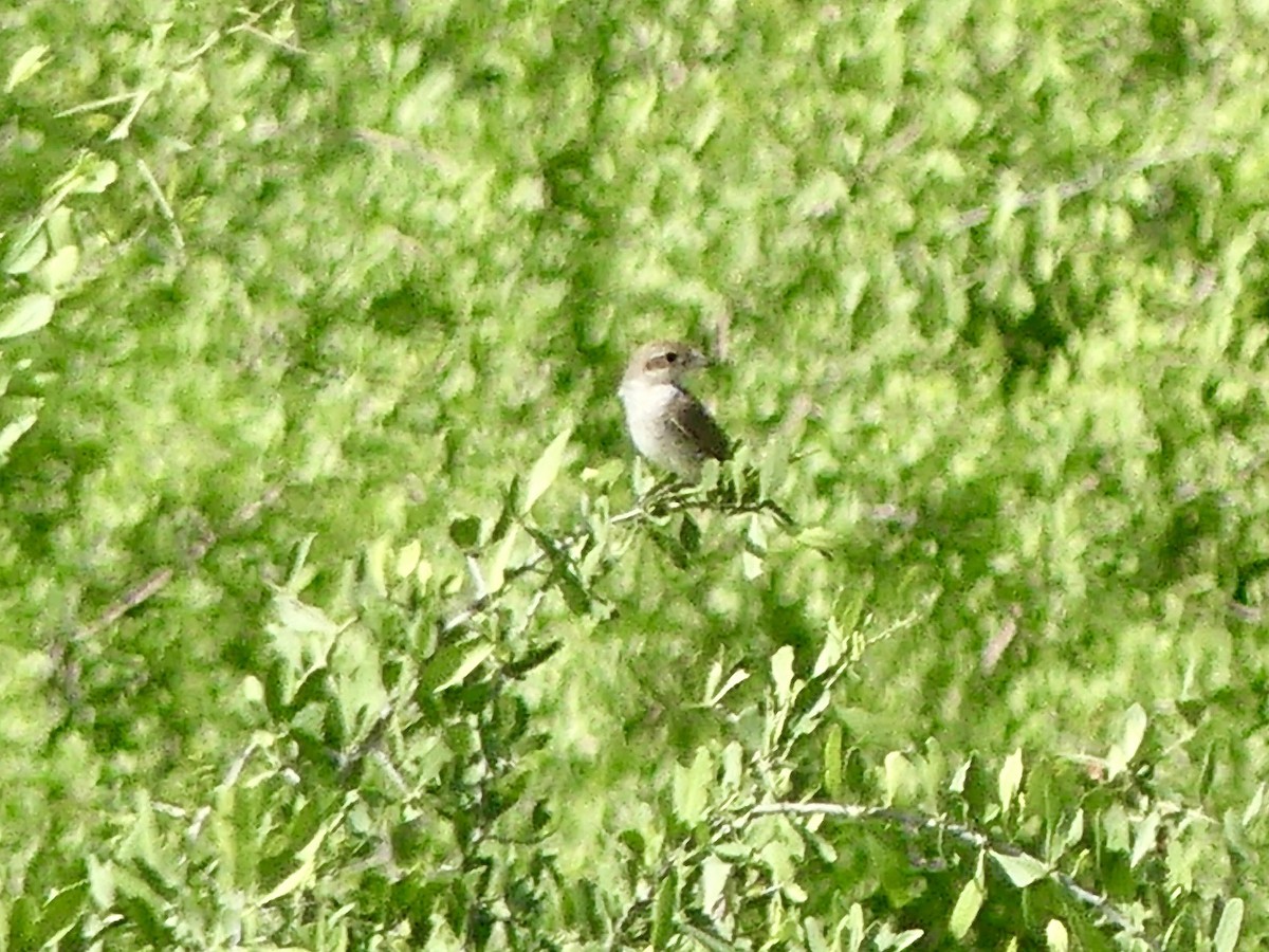 Сорокопуд терновий - ML646526387