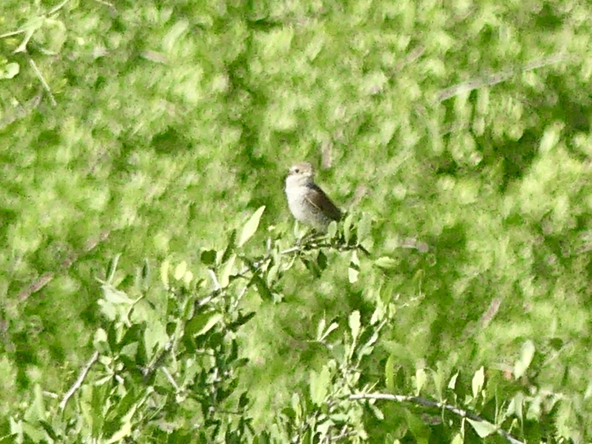 Сорокопуд терновий - ML646526388