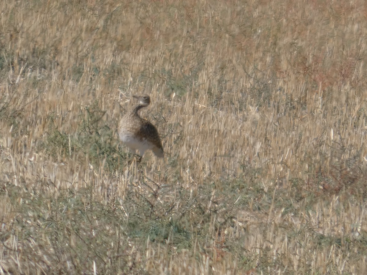 Хохітва - ML646526389