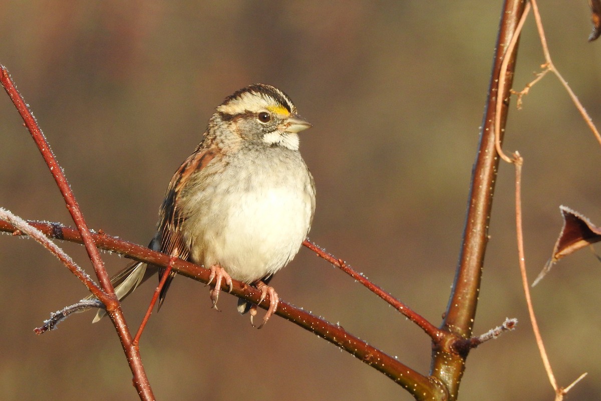 Бруант білогорлий - ML646526392