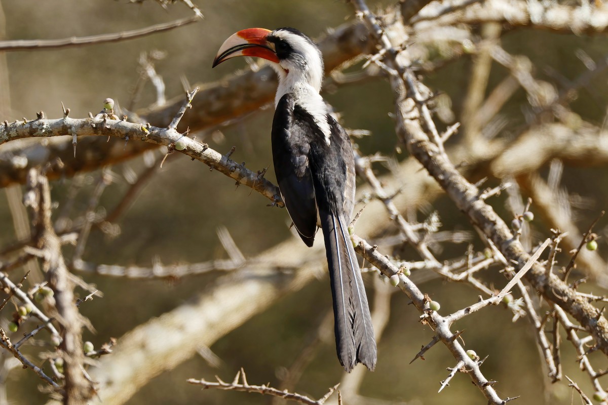 Токо чорнокрилий - ML646526394