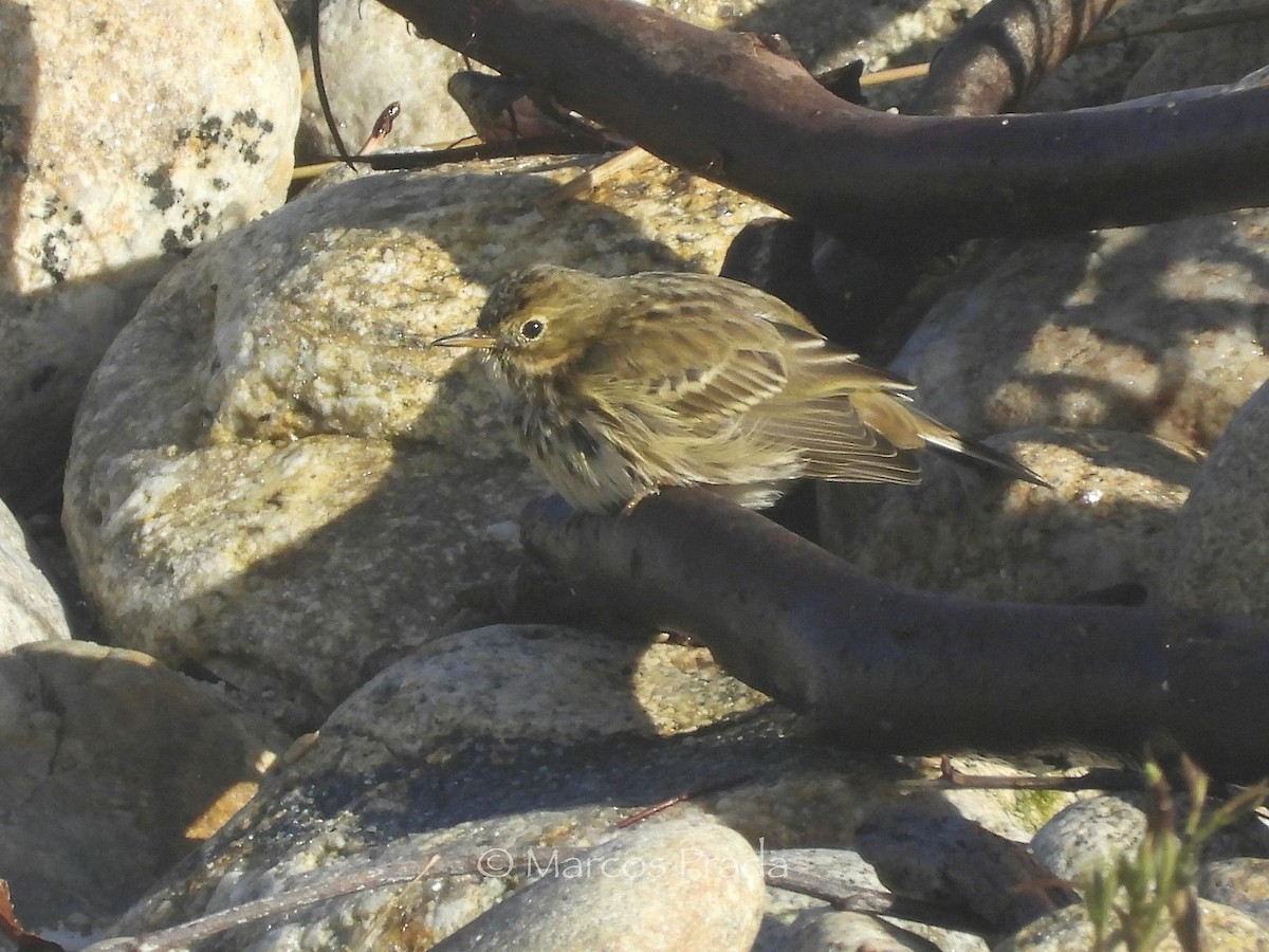 Щеврик лучний - ML646526401