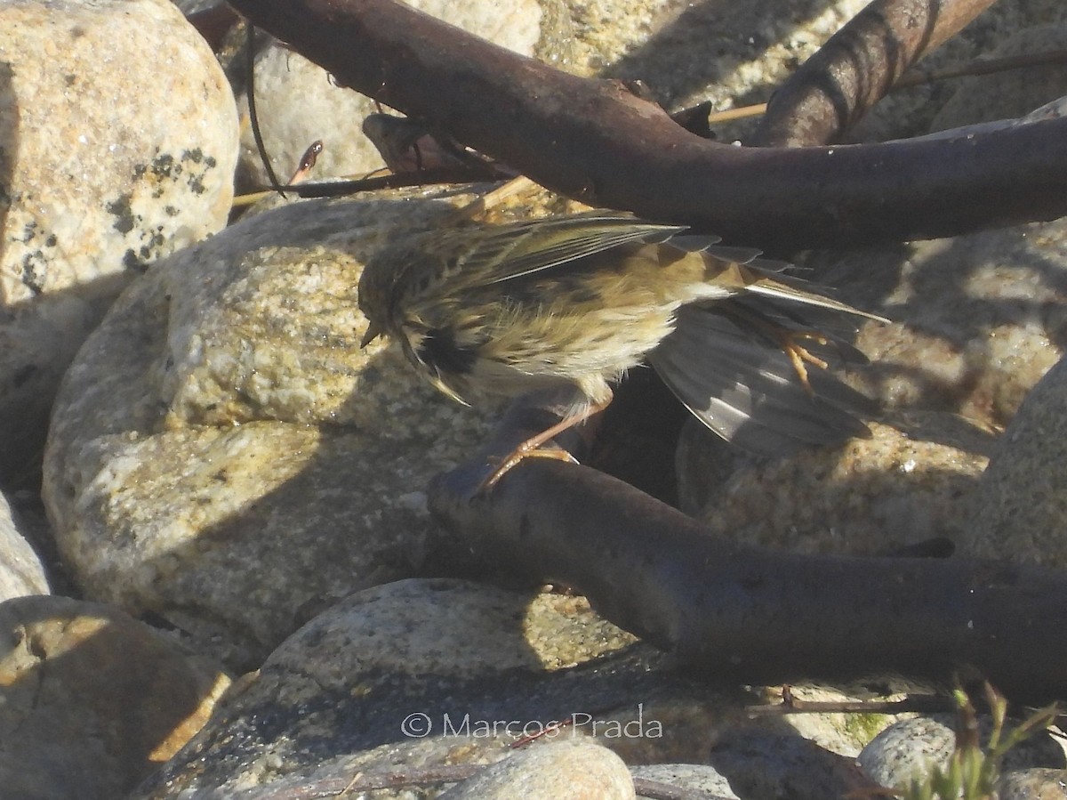 Щеврик лучний - ML646526402