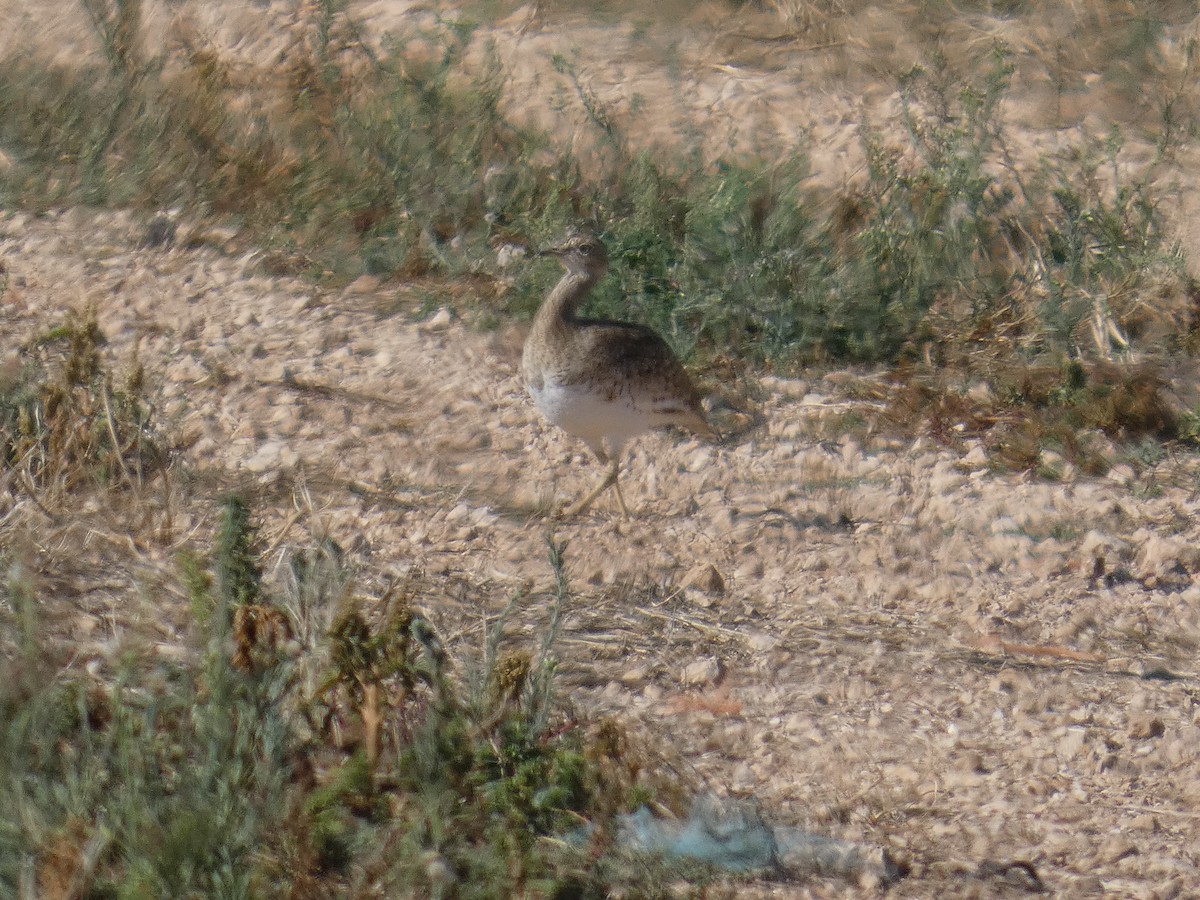 Хохітва - ML646526404