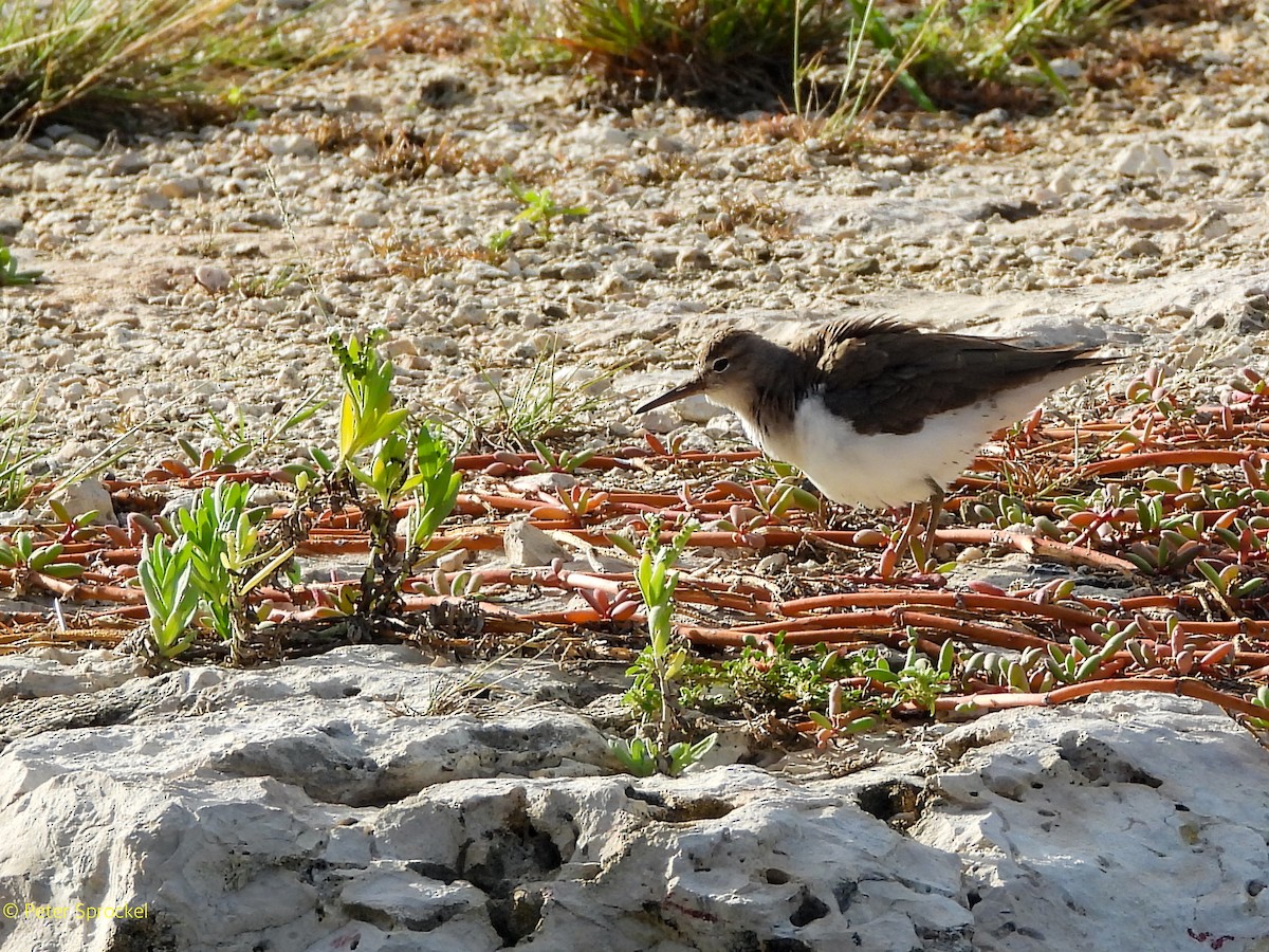 Benekli Düdükçün - ML646526408