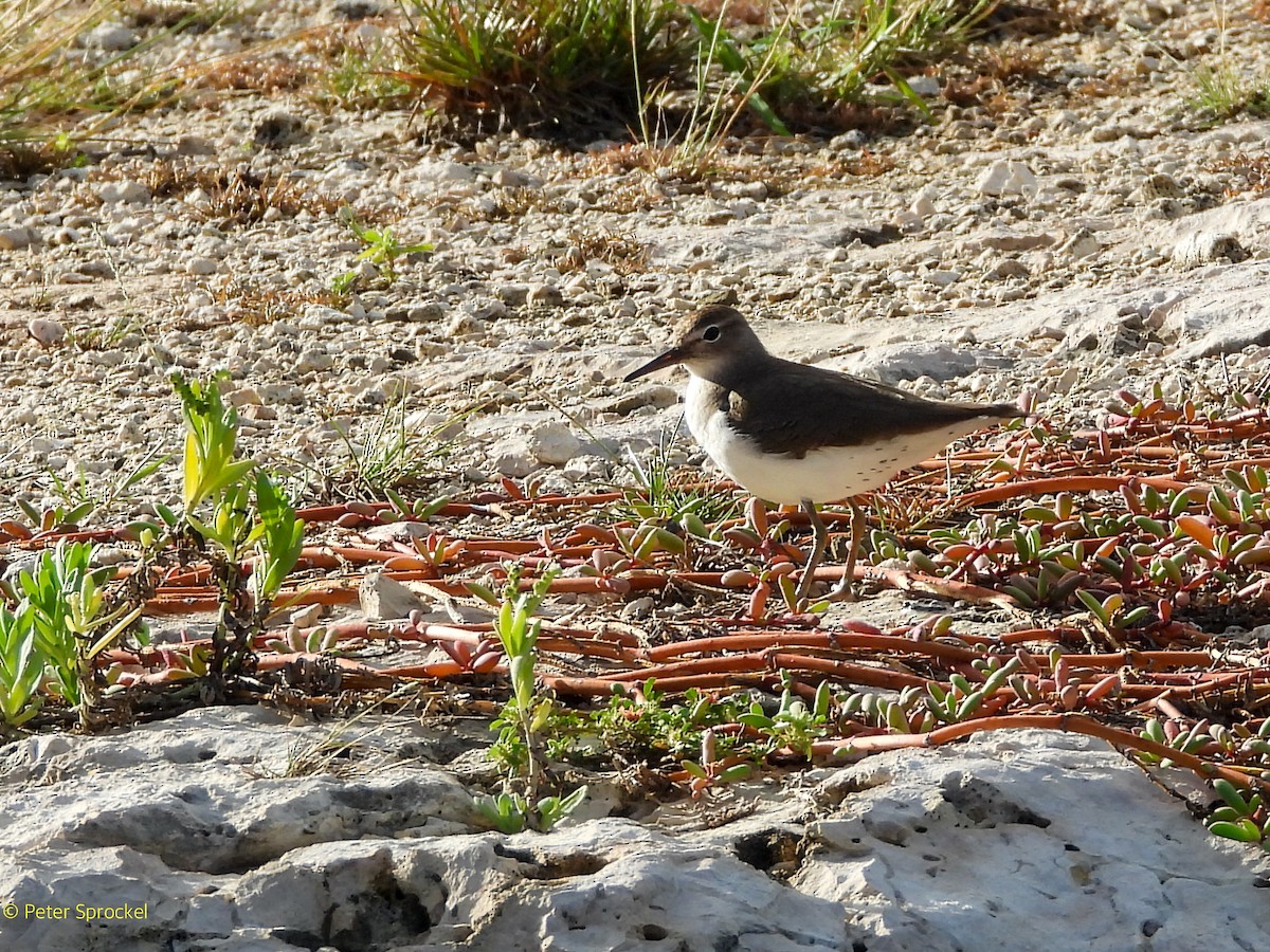 Benekli Düdükçün - ML646526409