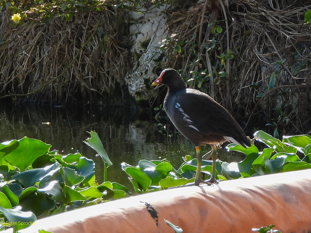 Amerika Sutavuğu - ML646526413