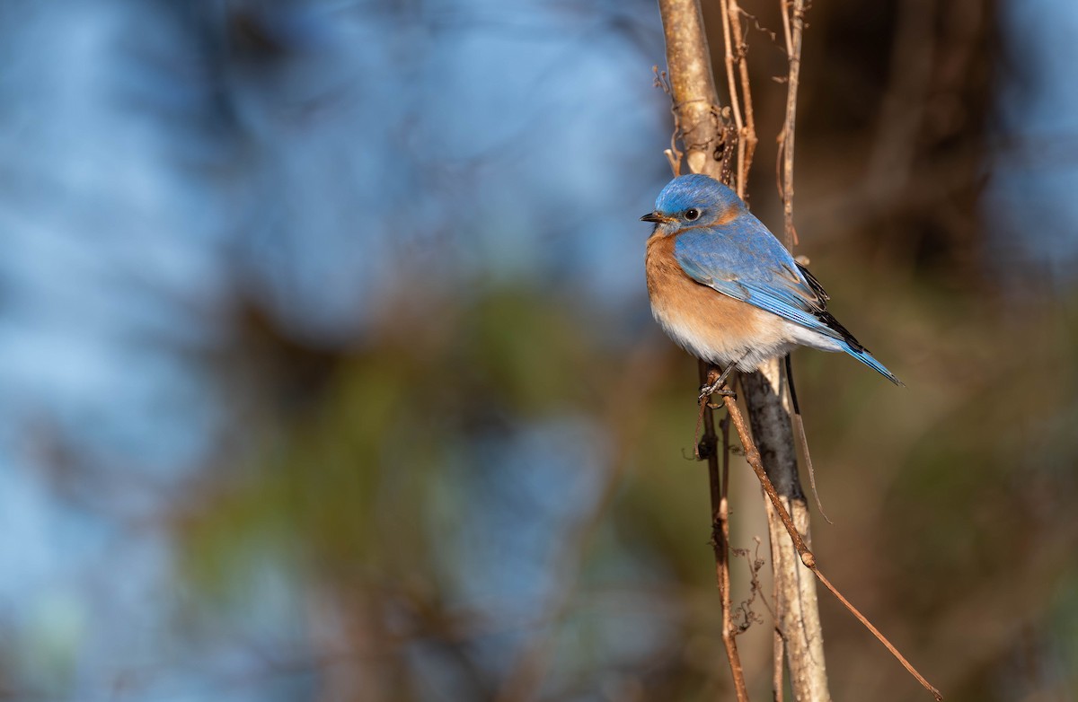 Eastern Bluebird - ML646526419