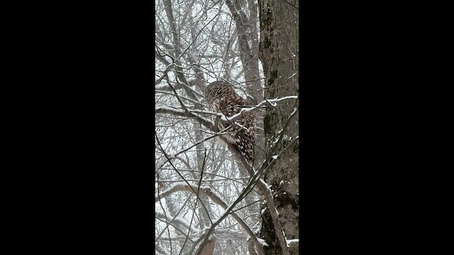 puštík proužkovaný - ML646526420