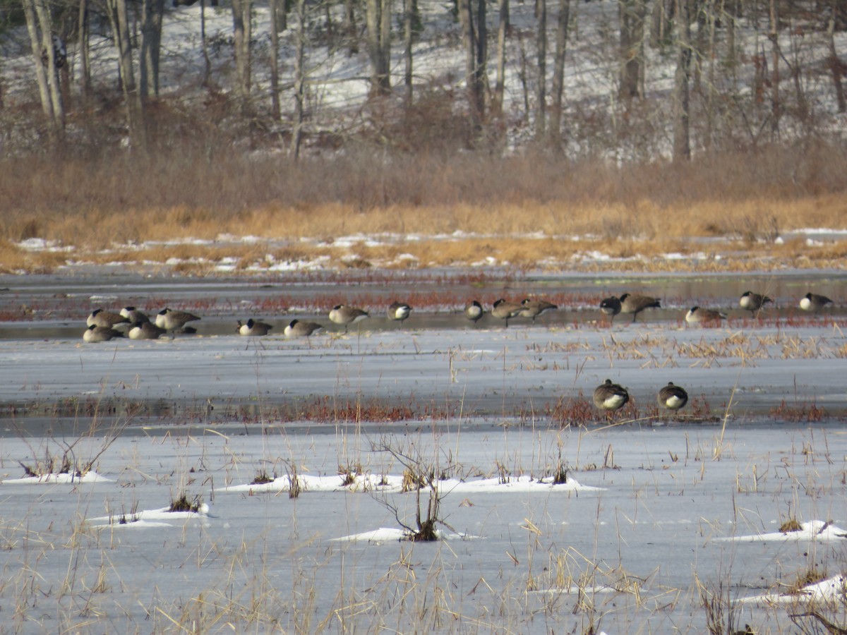 Canada Goose - ML646526422