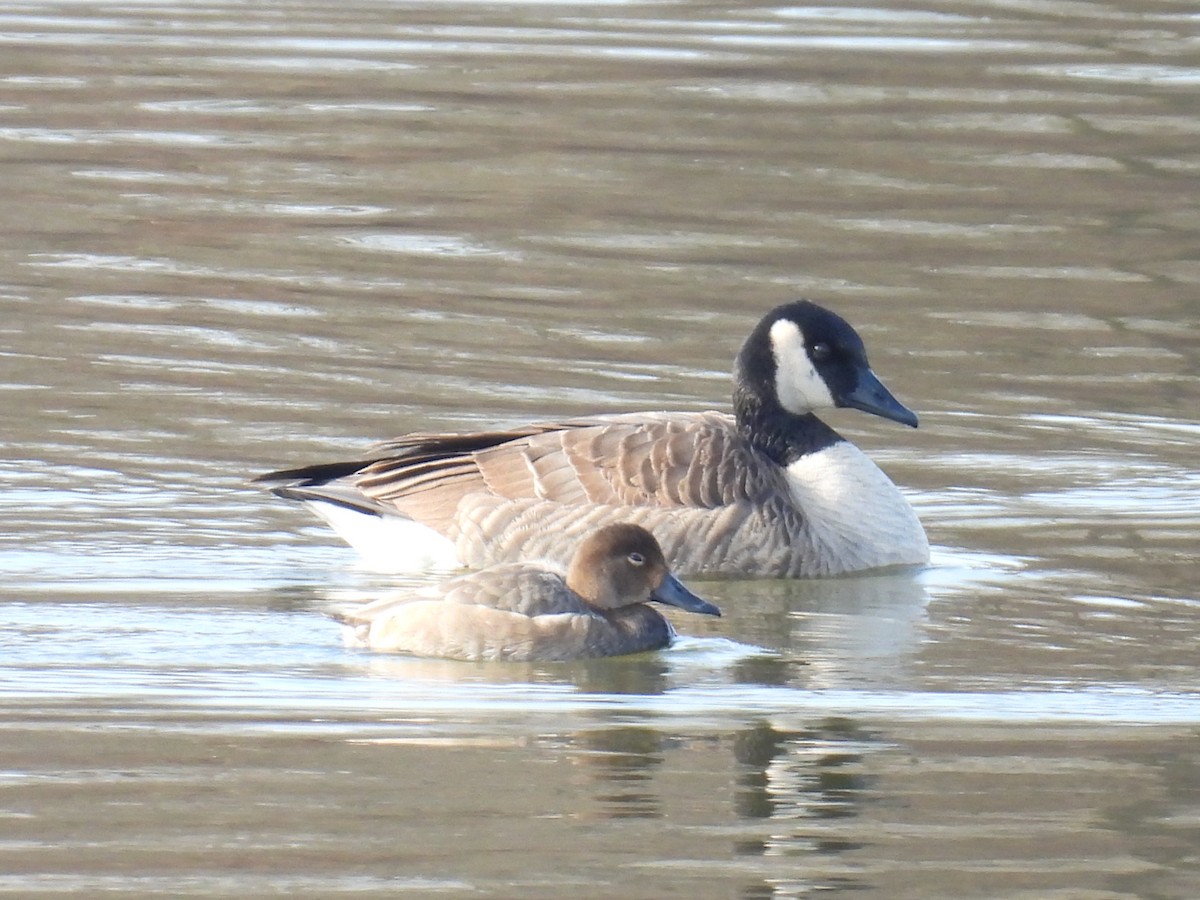 Redhead - ML646526423