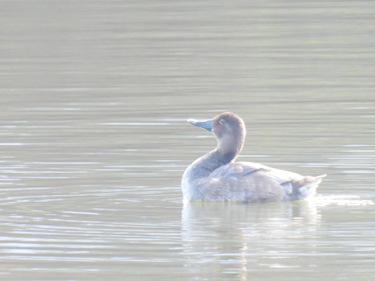Redhead - ML646526426