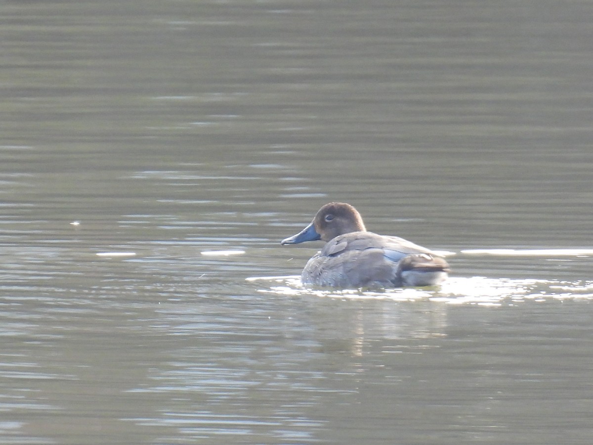 Redhead - ML646526427
