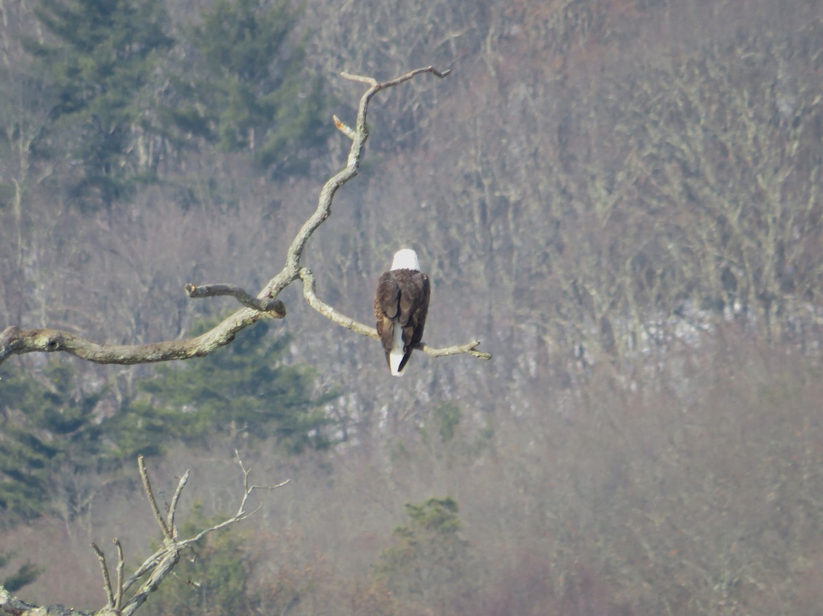 Bald Eagle - ML646526428