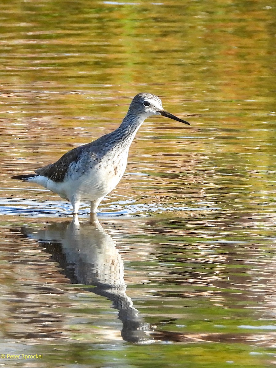 Lesser Yellowlegs - ML646526429