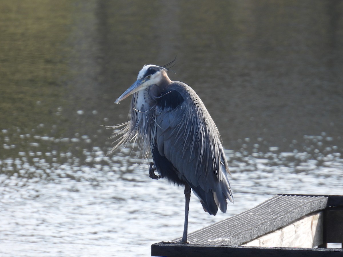 Great Blue Heron - ML646526436