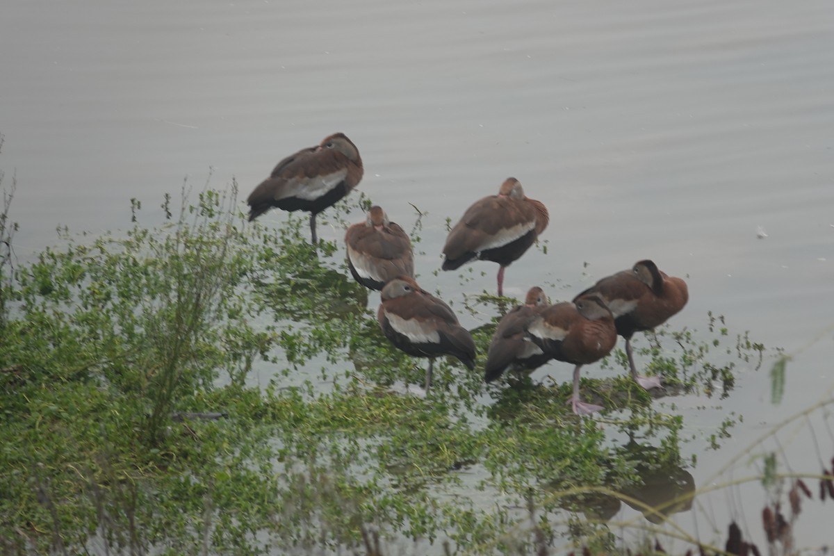 Black-bellied Whistling-Duck - ML646526437